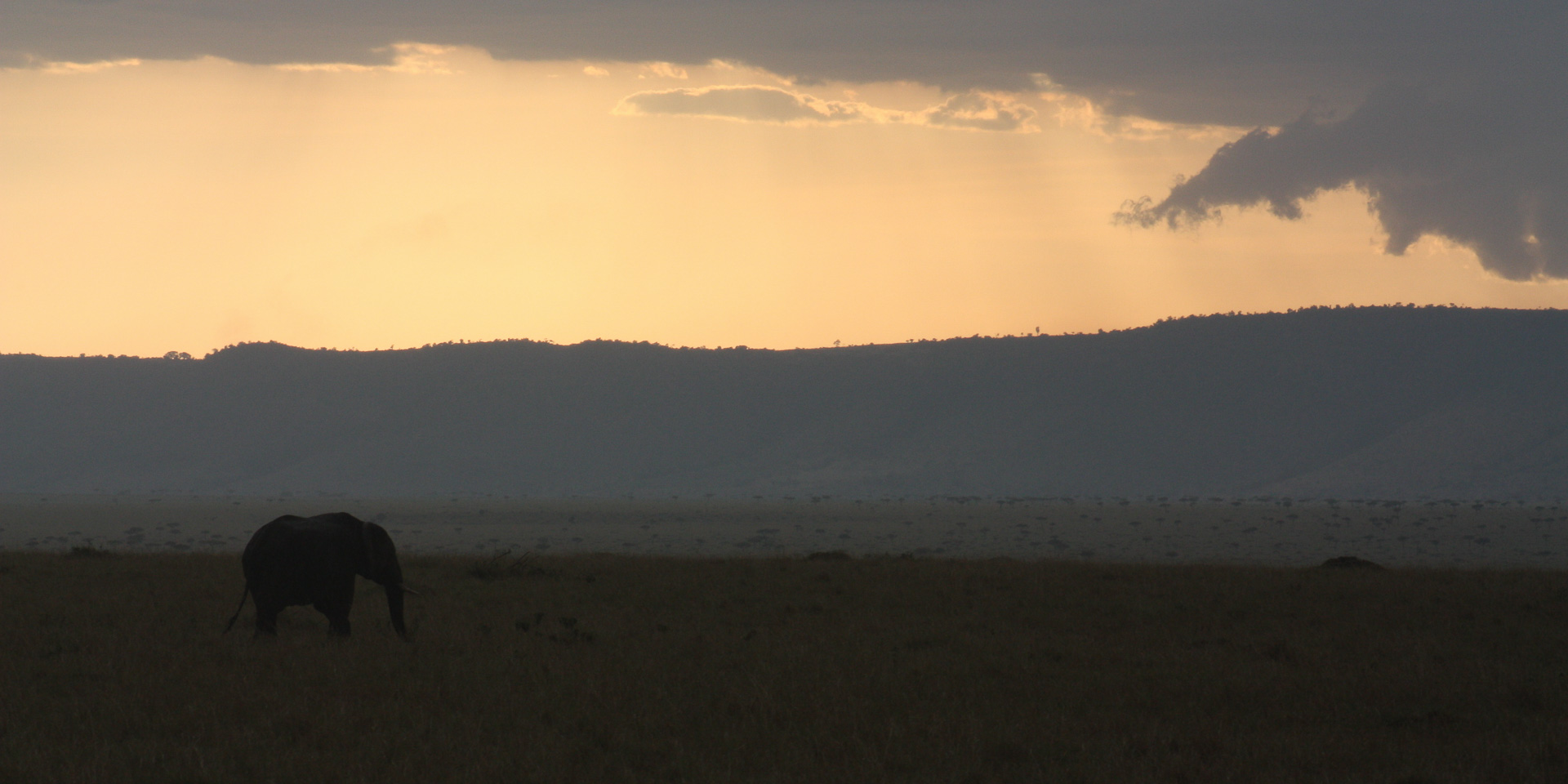 Elefante al tramonto. Masai Mara National Park. Kenya