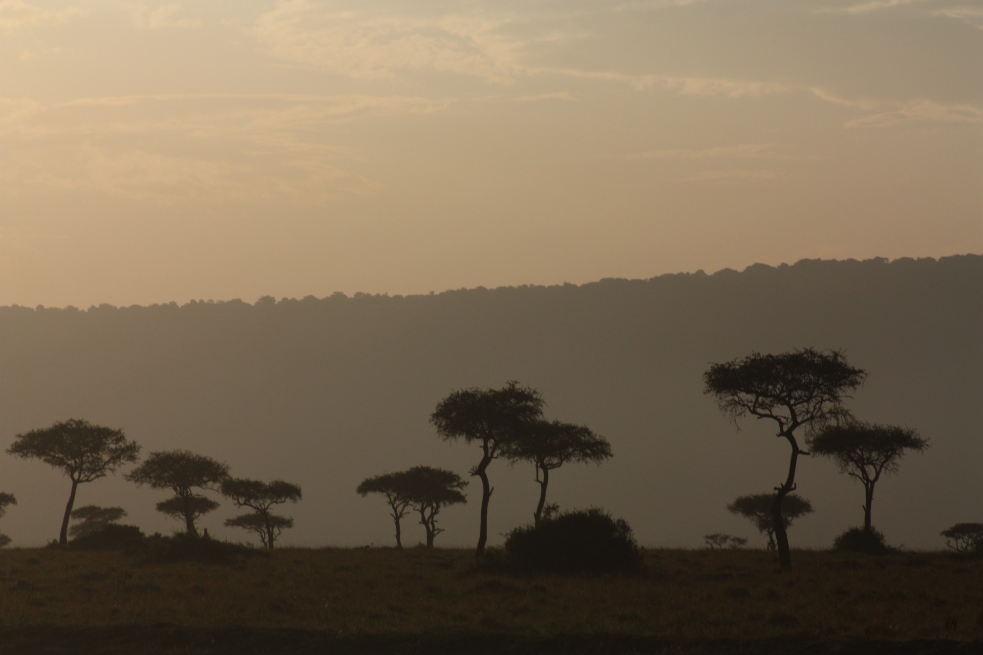 Acacie al tramonto. Masai Mara National Park, Kenya