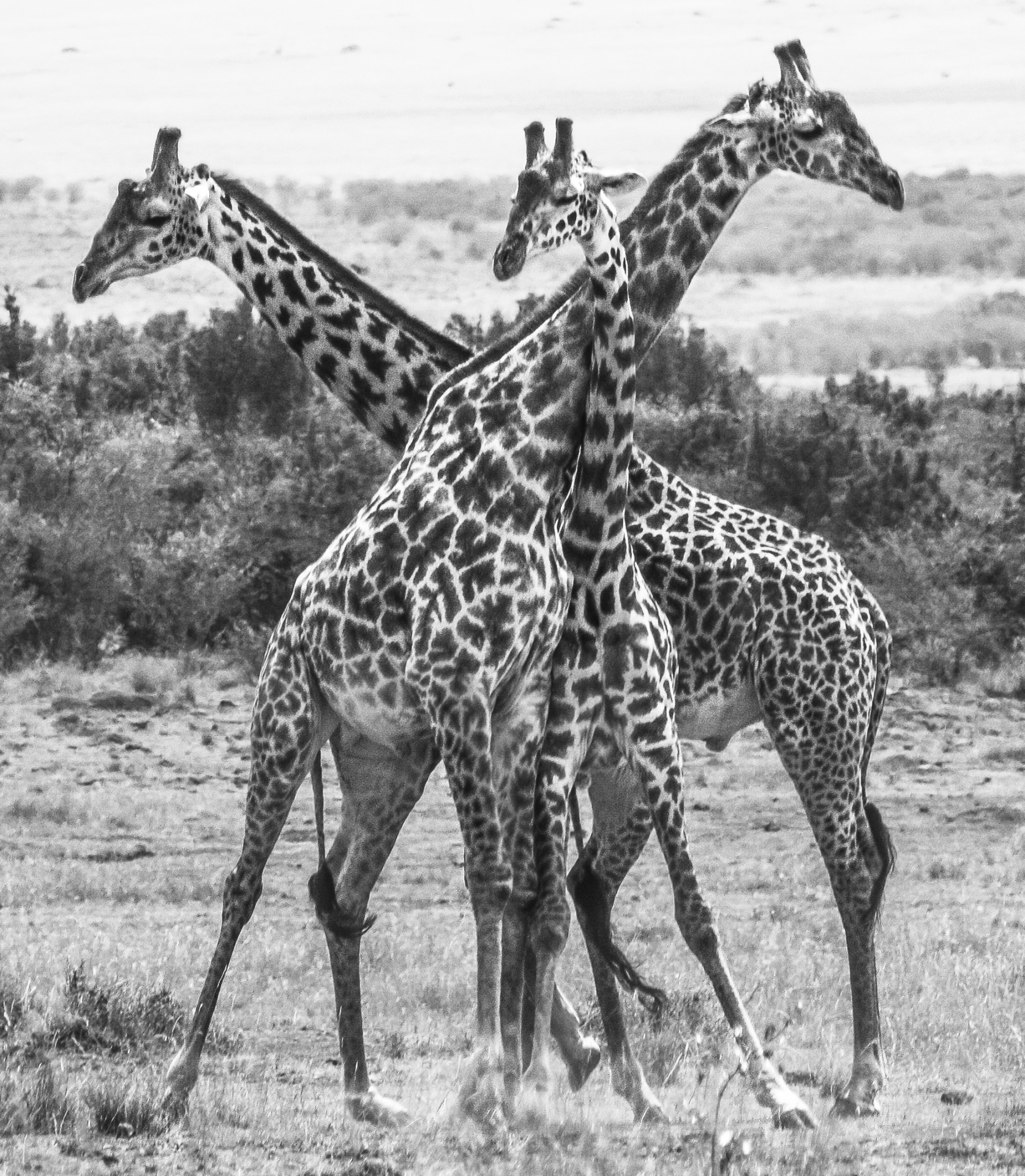 Giraffe al Masai Mara National Park, Kenya