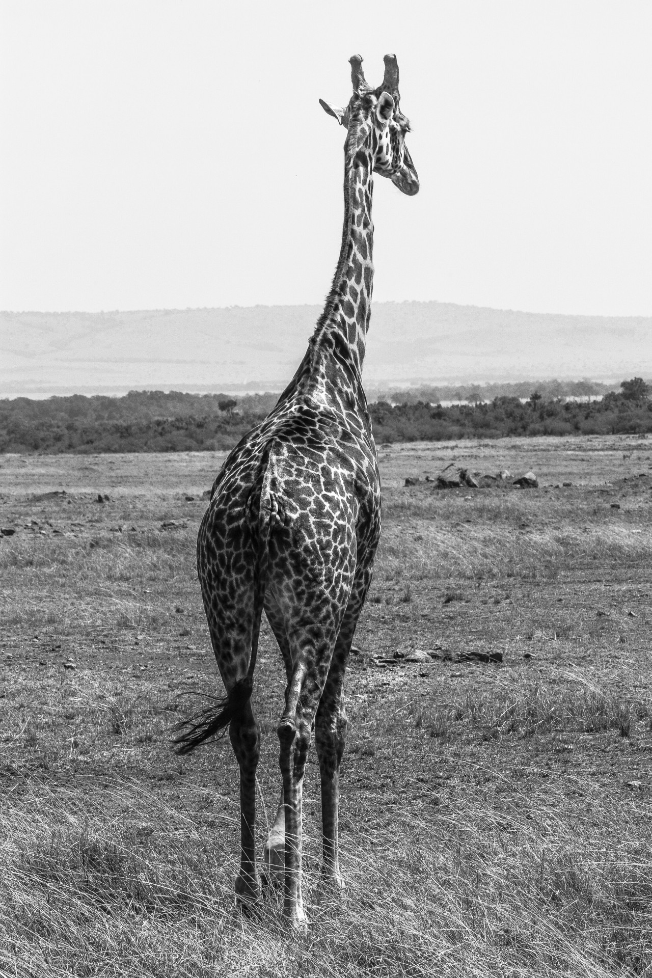 Giraffa al Masai Mara National Park. Kenya