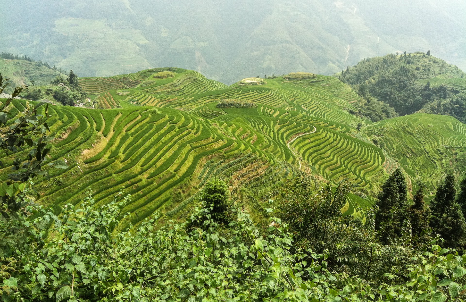 Le risaie a terrazze del Sichuan, Cina