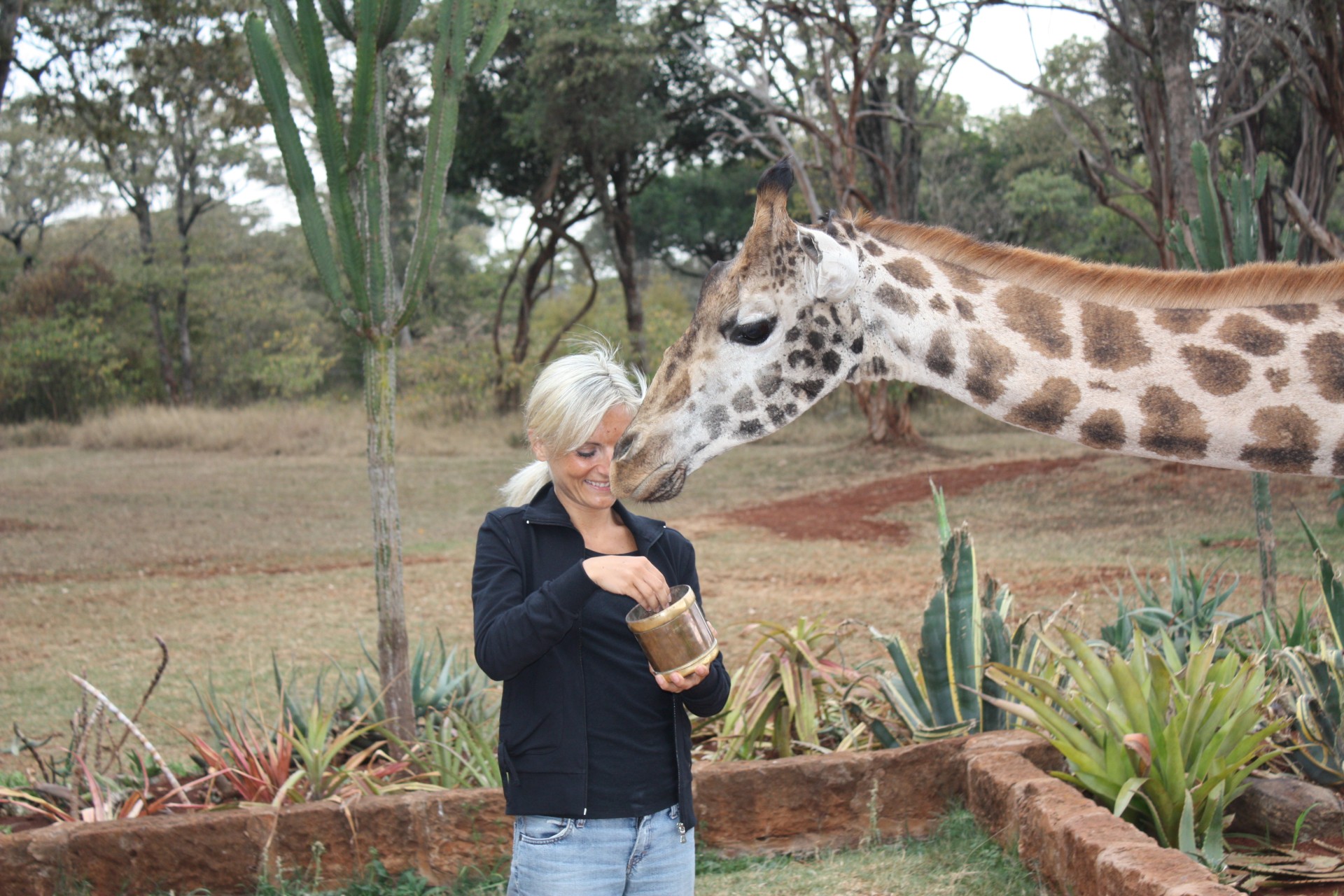 A tu per tu con una giraffa del Giraffe Manor. The Safari Collection. Nairobi, Kenya