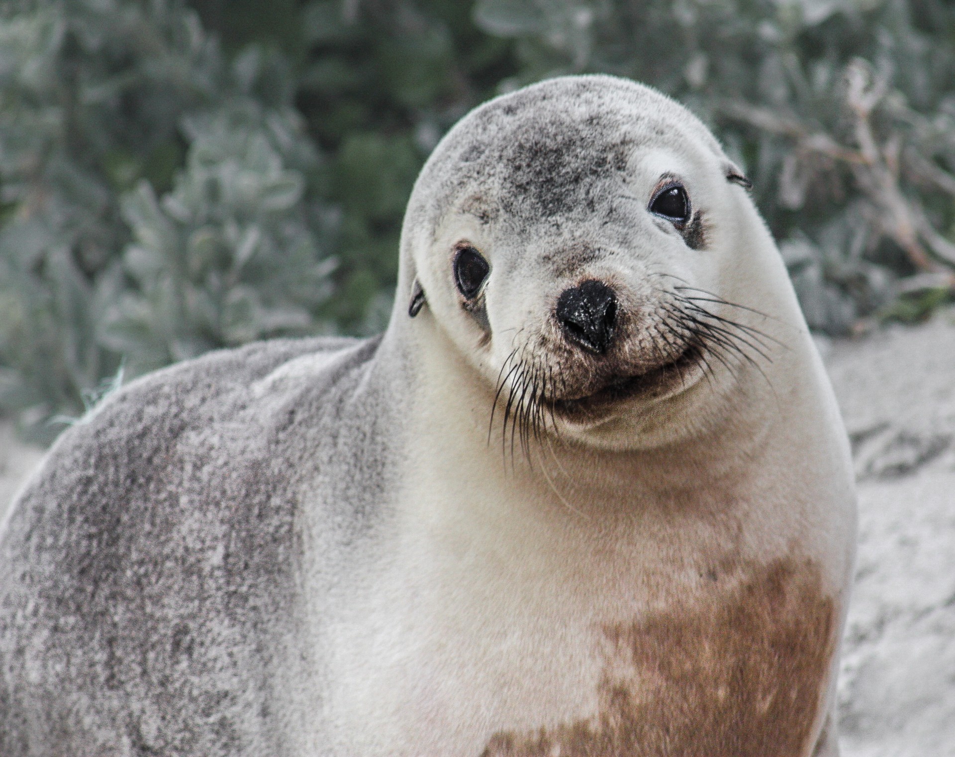 Leone marino, Seal Bay, Kangaroo Island, Australia