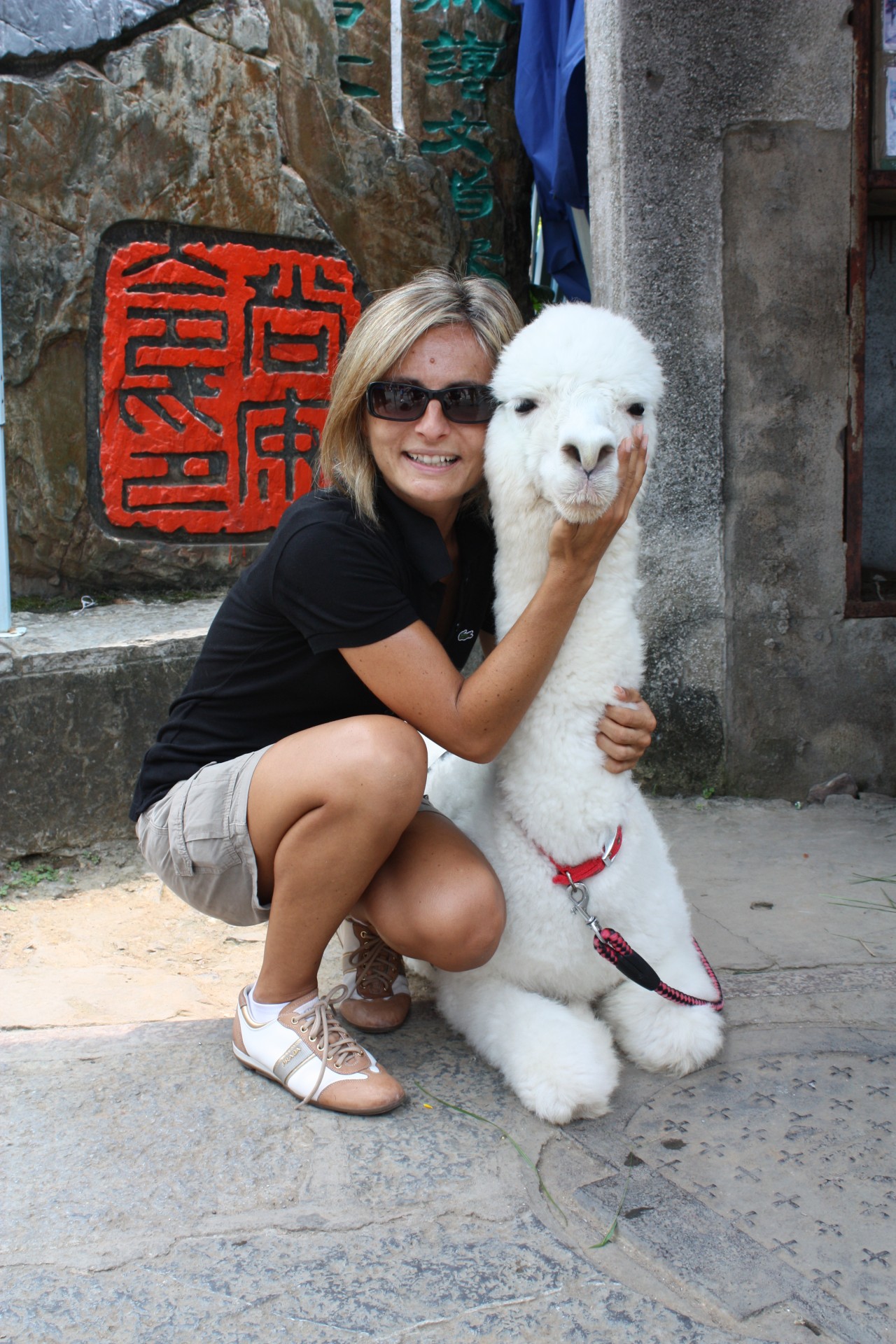 Il morbido abbraccio con un cucciolo di alpaca, Guilin, Cina meridionale