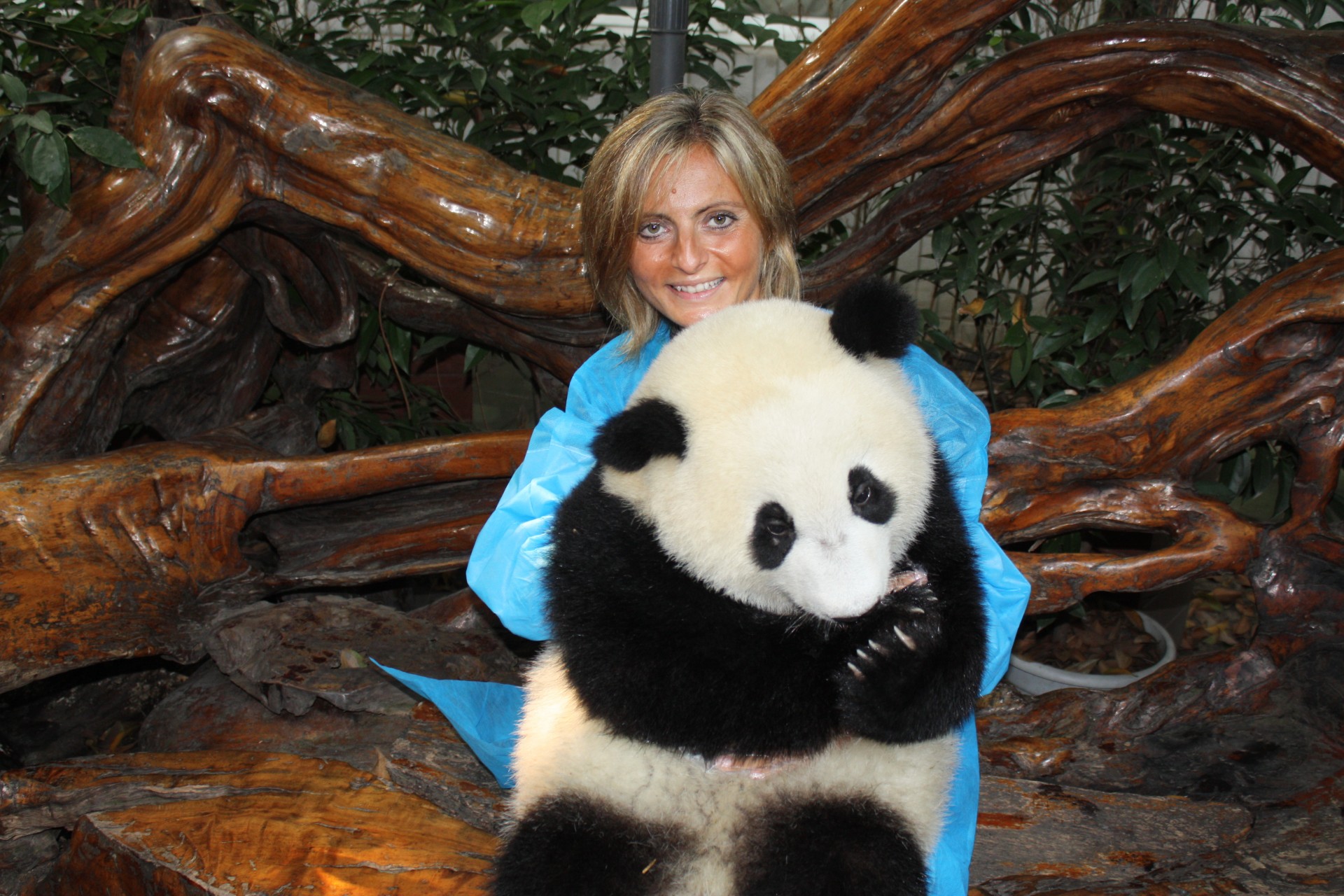 Abbracciata a un cucciolo di panda gigante, Giant Panda Breeding Research Base, Chengdu, Sichuan, Cina