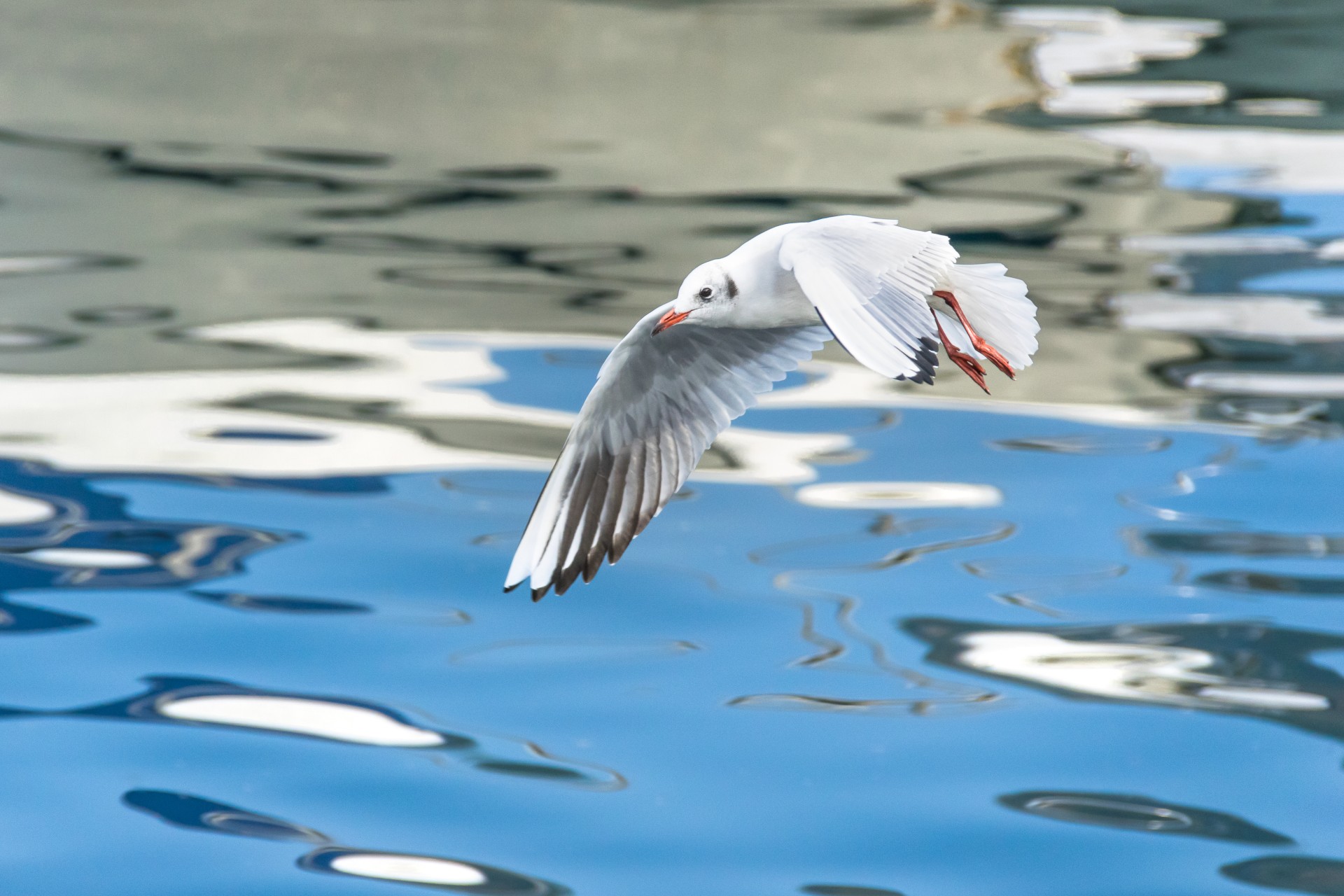 Gabbianella in volo, Como