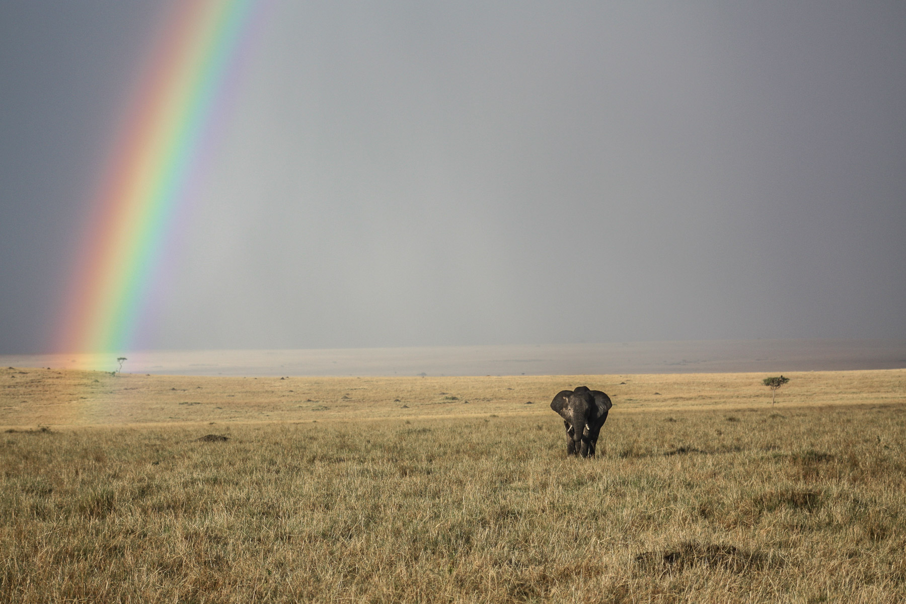 Un elefante sotto l’arcobaleno al Masai Mara National Park, Kenya