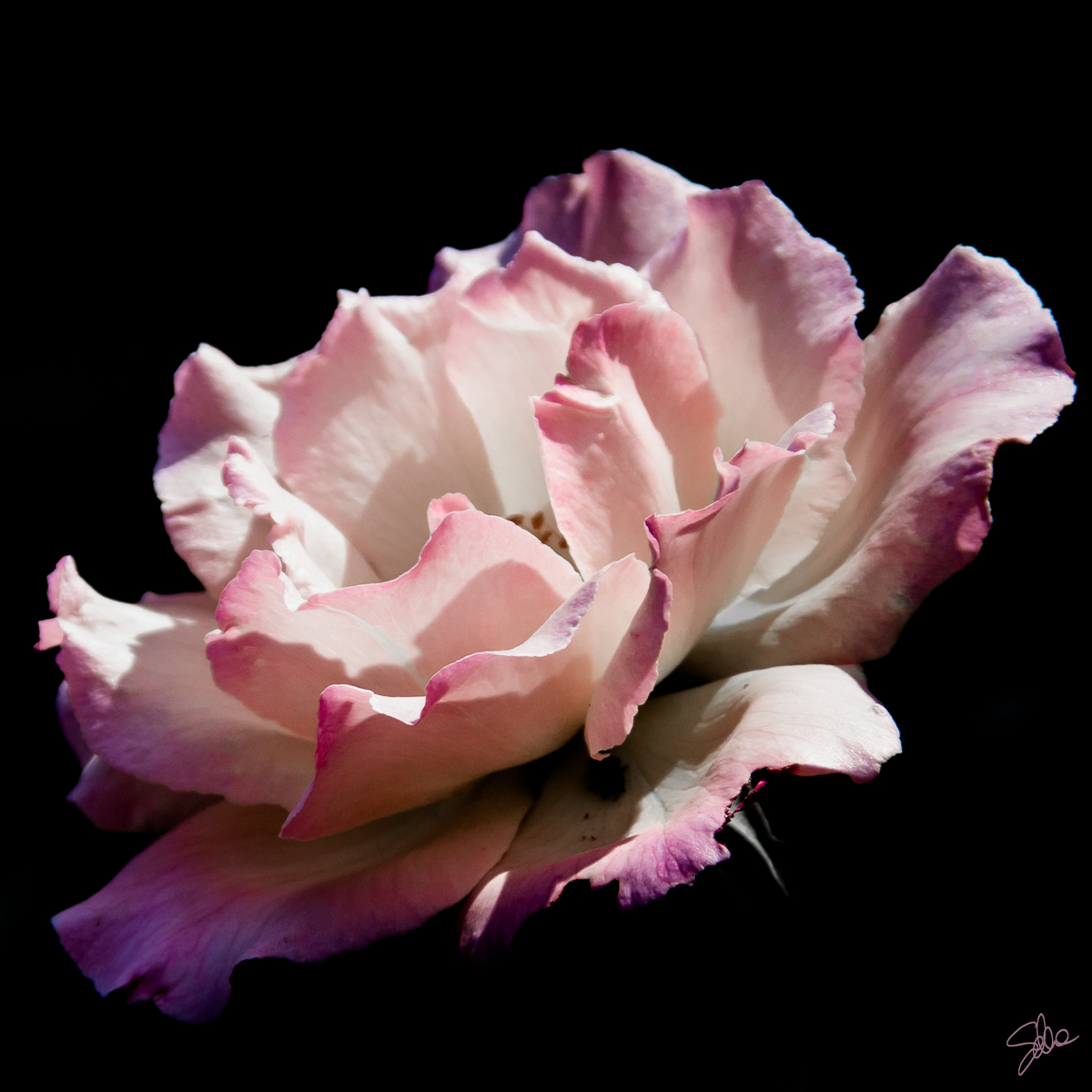 Rosa, Ornago