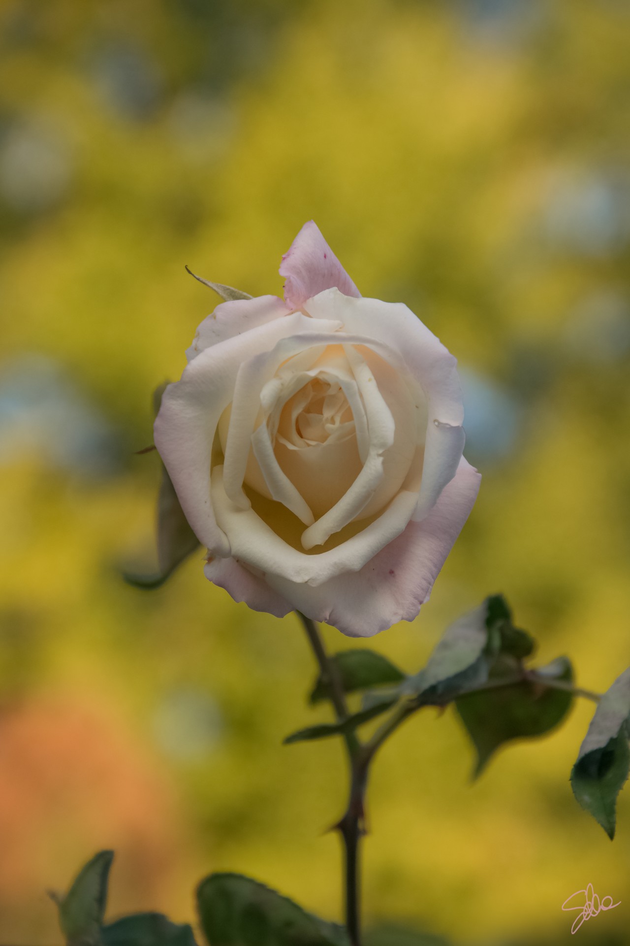 Rosa, Orto Botanico, Pavia