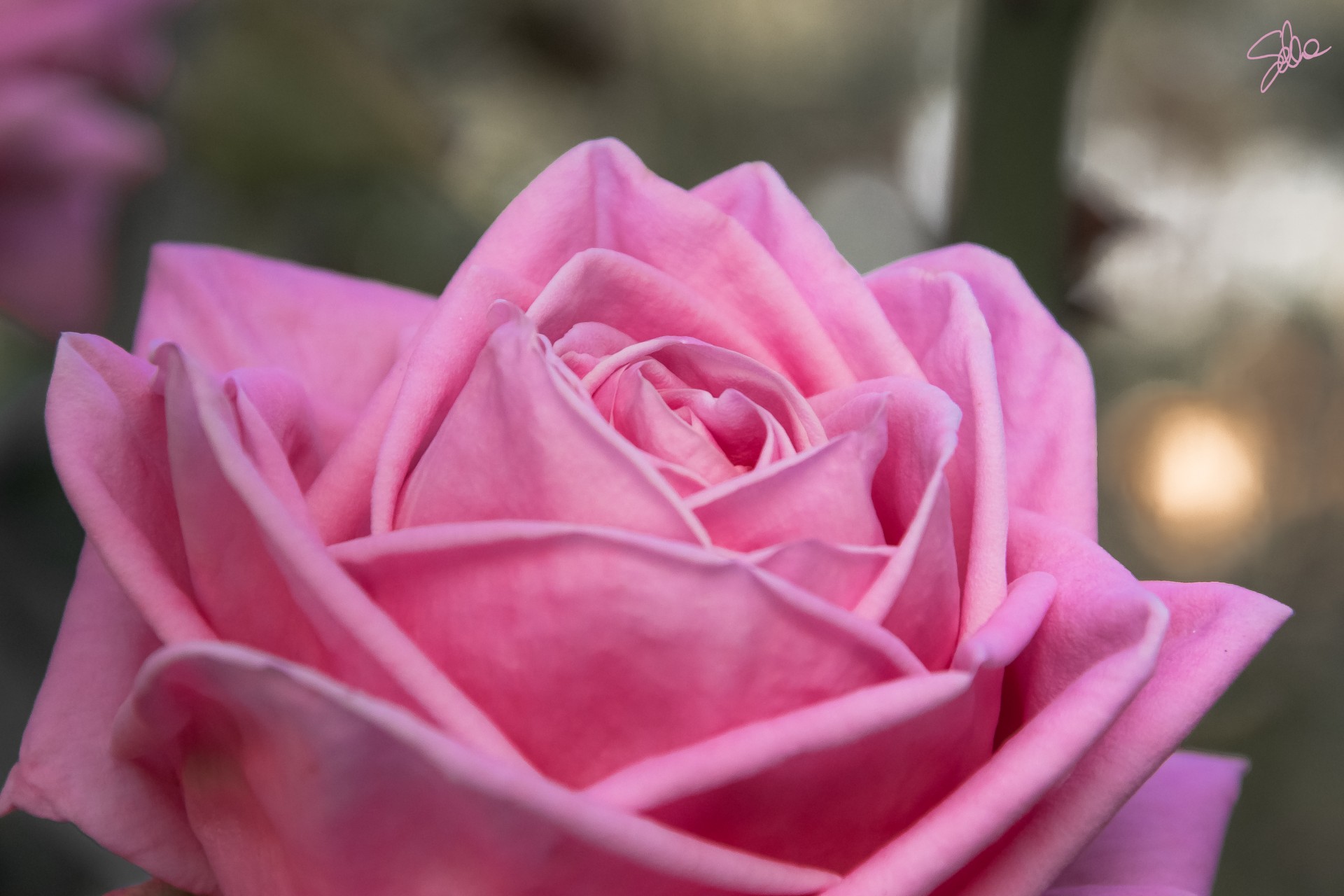 Rosa, Orto Botanico di Pavia