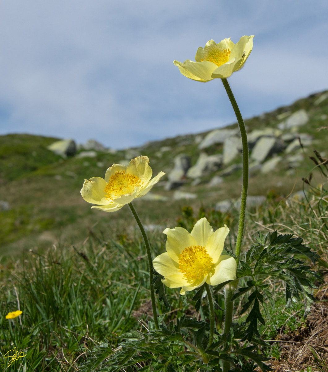 Passo dello Spluga