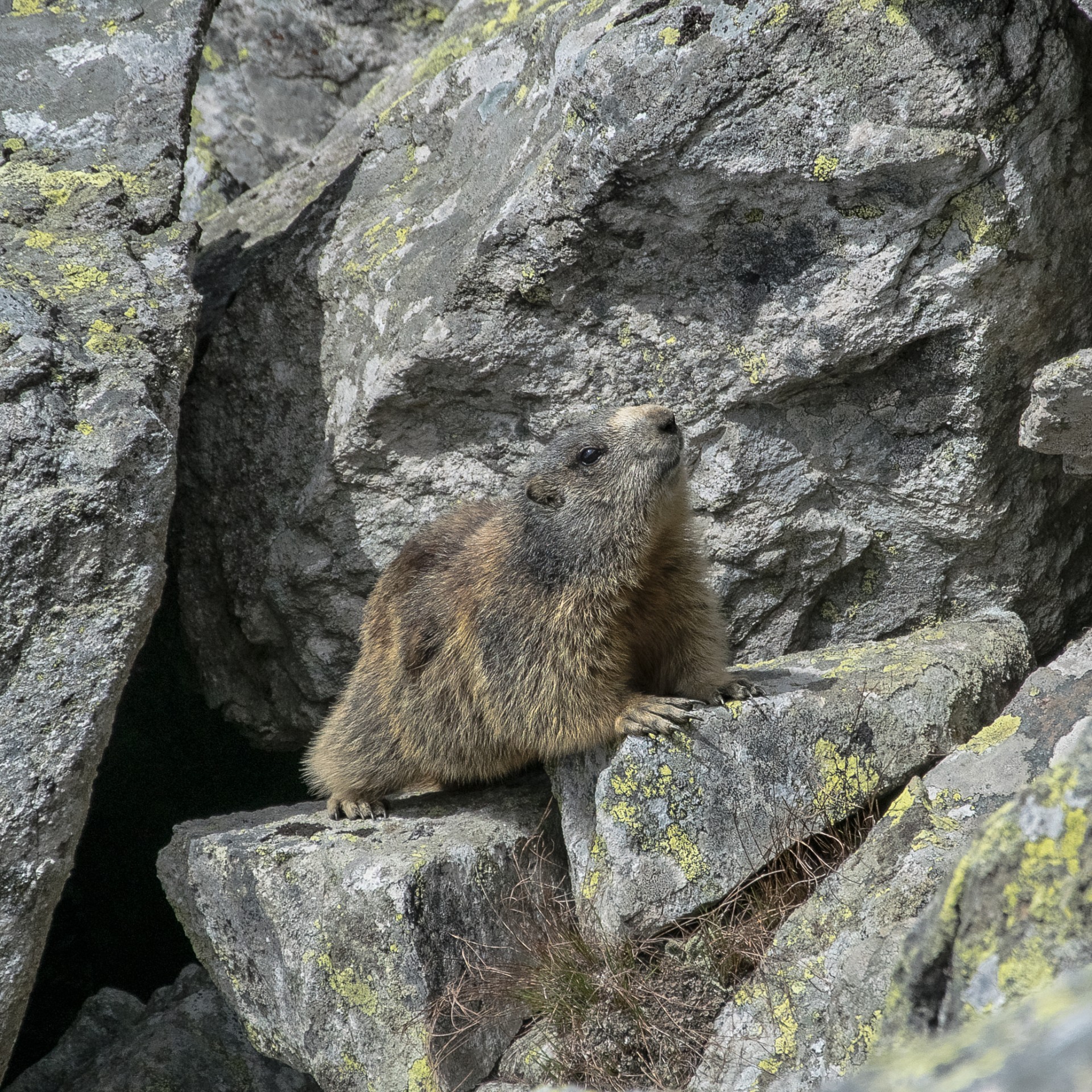 Marmotta, Passo dello Spuga