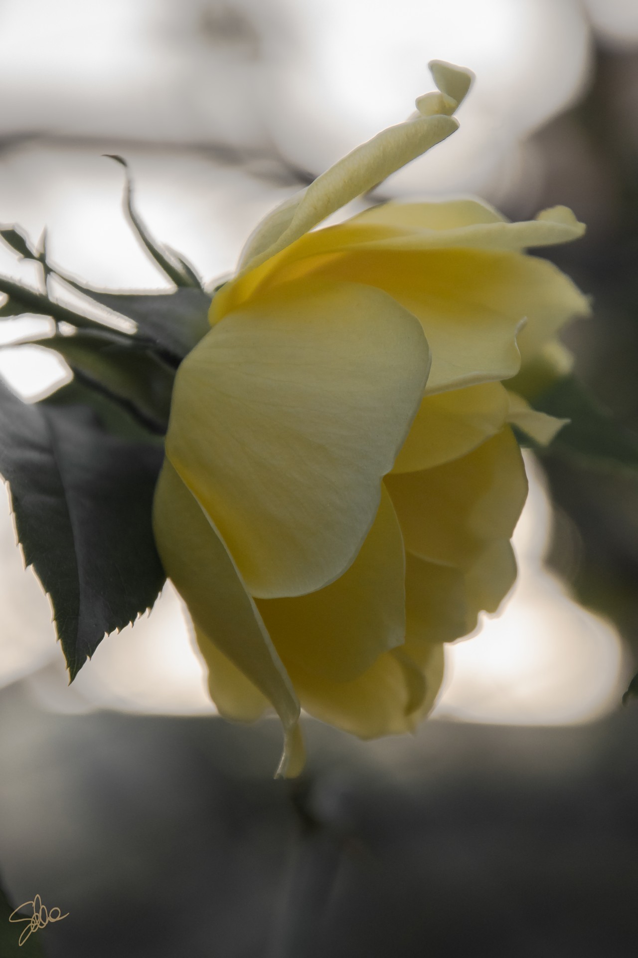 Pavia, Orto Botanico