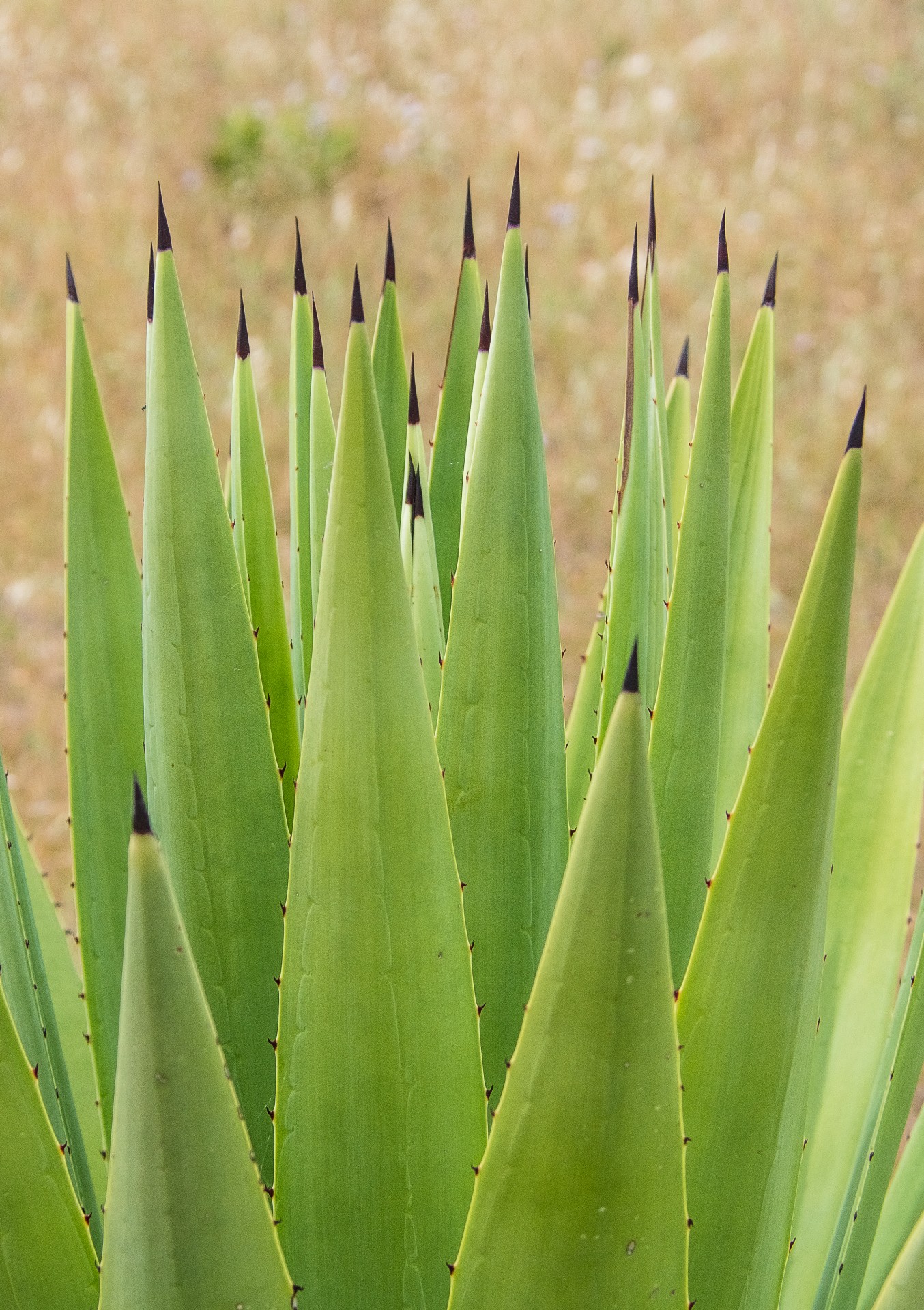 Pianta di agave accanto alla spiaggia Girin, Isola di San Pietro