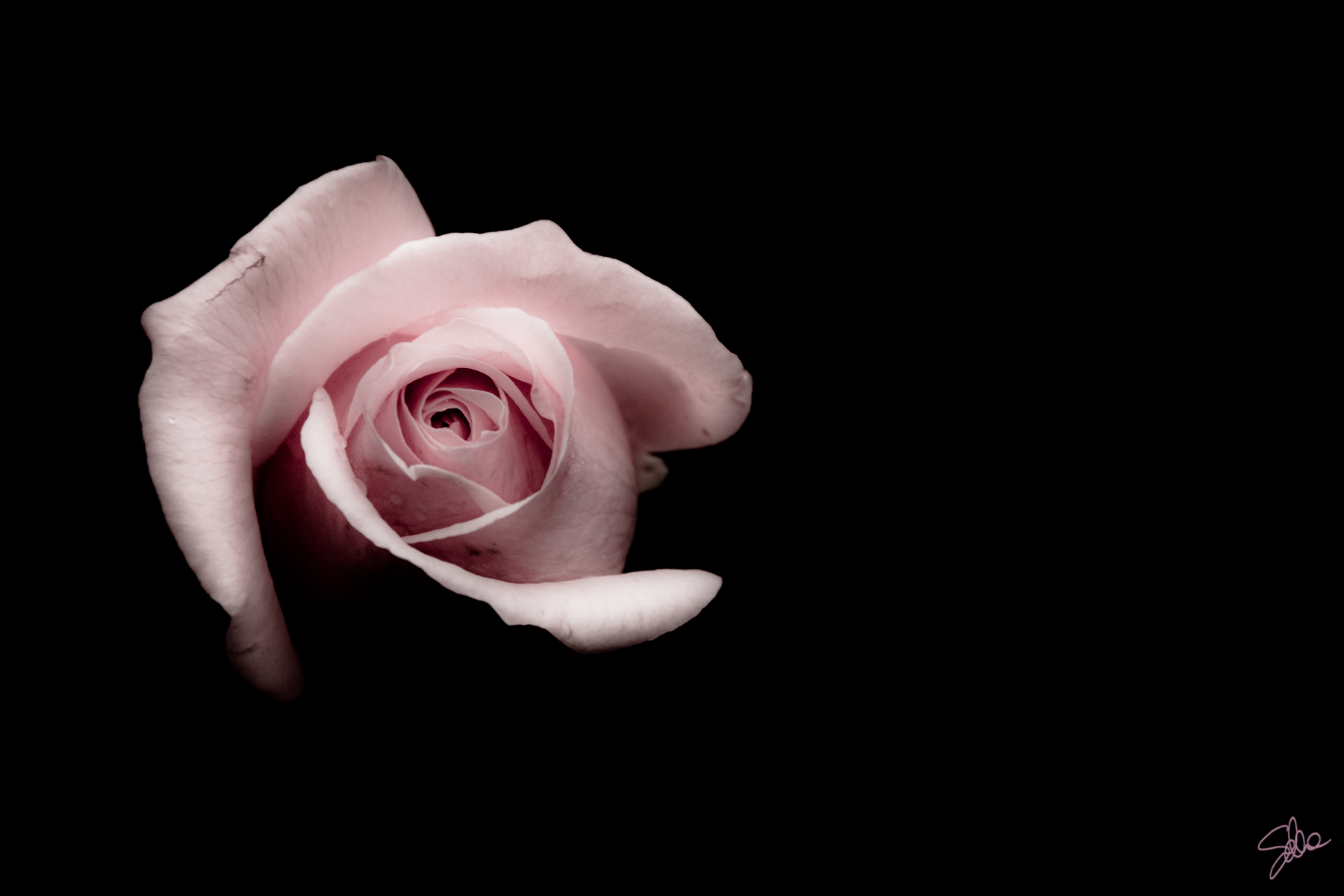 Rosa, Roseto di Villa Reale, Monza