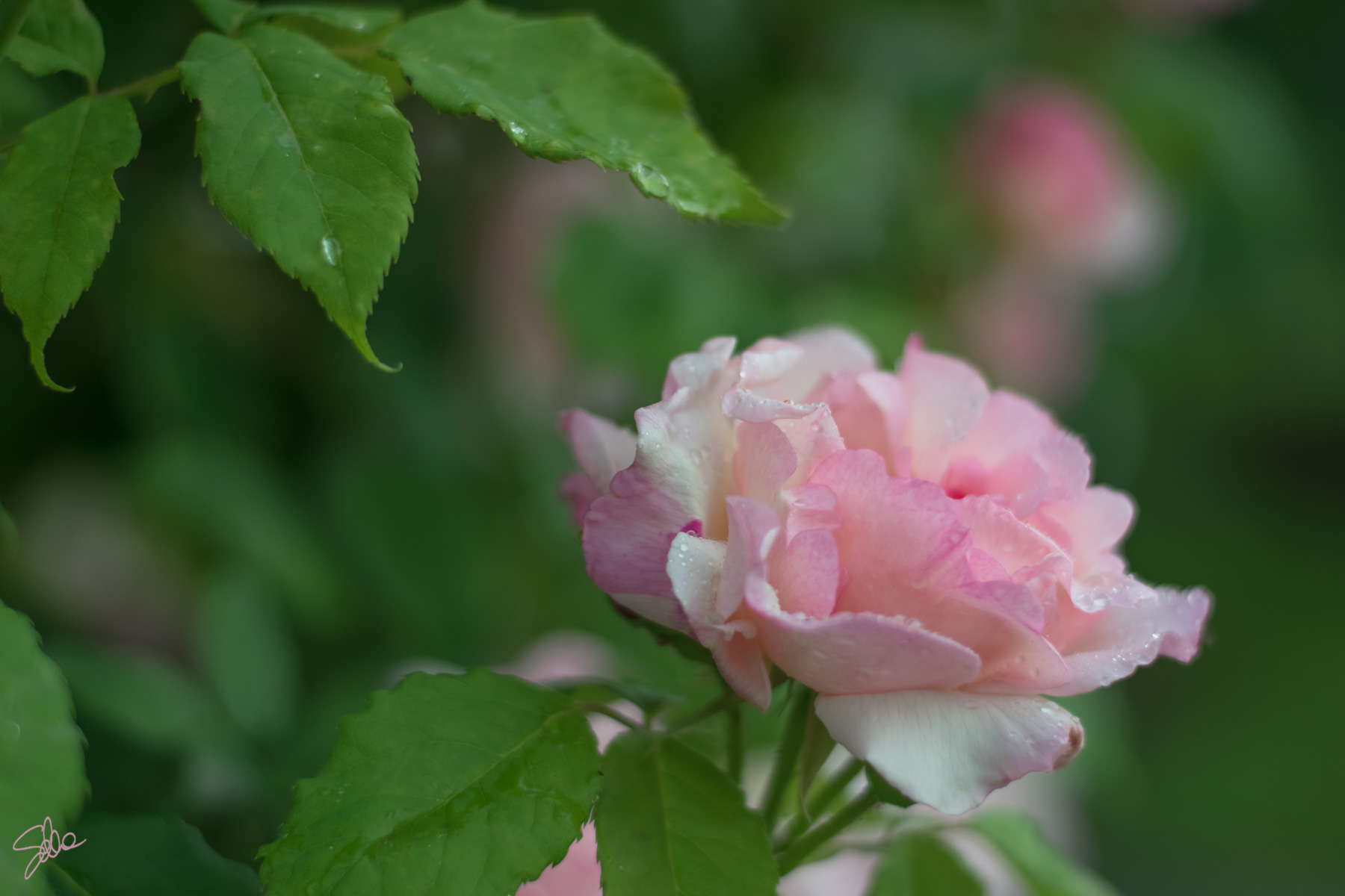 Rosa, Roseto di Villa Reale, Monza