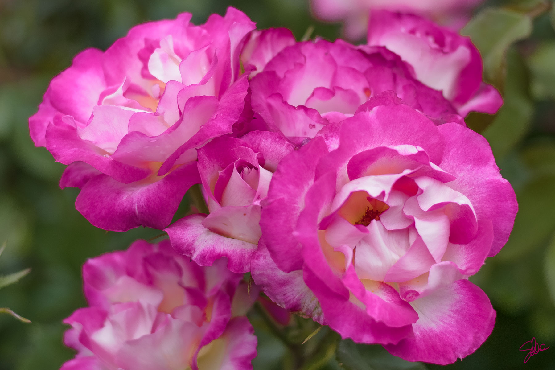 Rosa, Roseto di Villa Reale, Monza