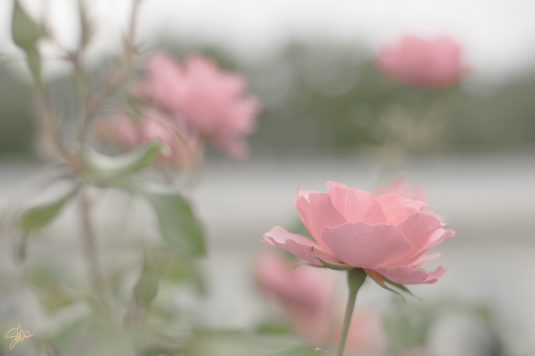 Rosa, Roseto di Villa Reale, Monza