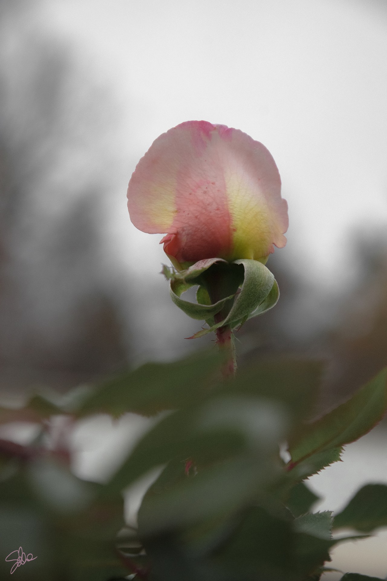 Rosa, Roseto di Villa Reale, Monza
