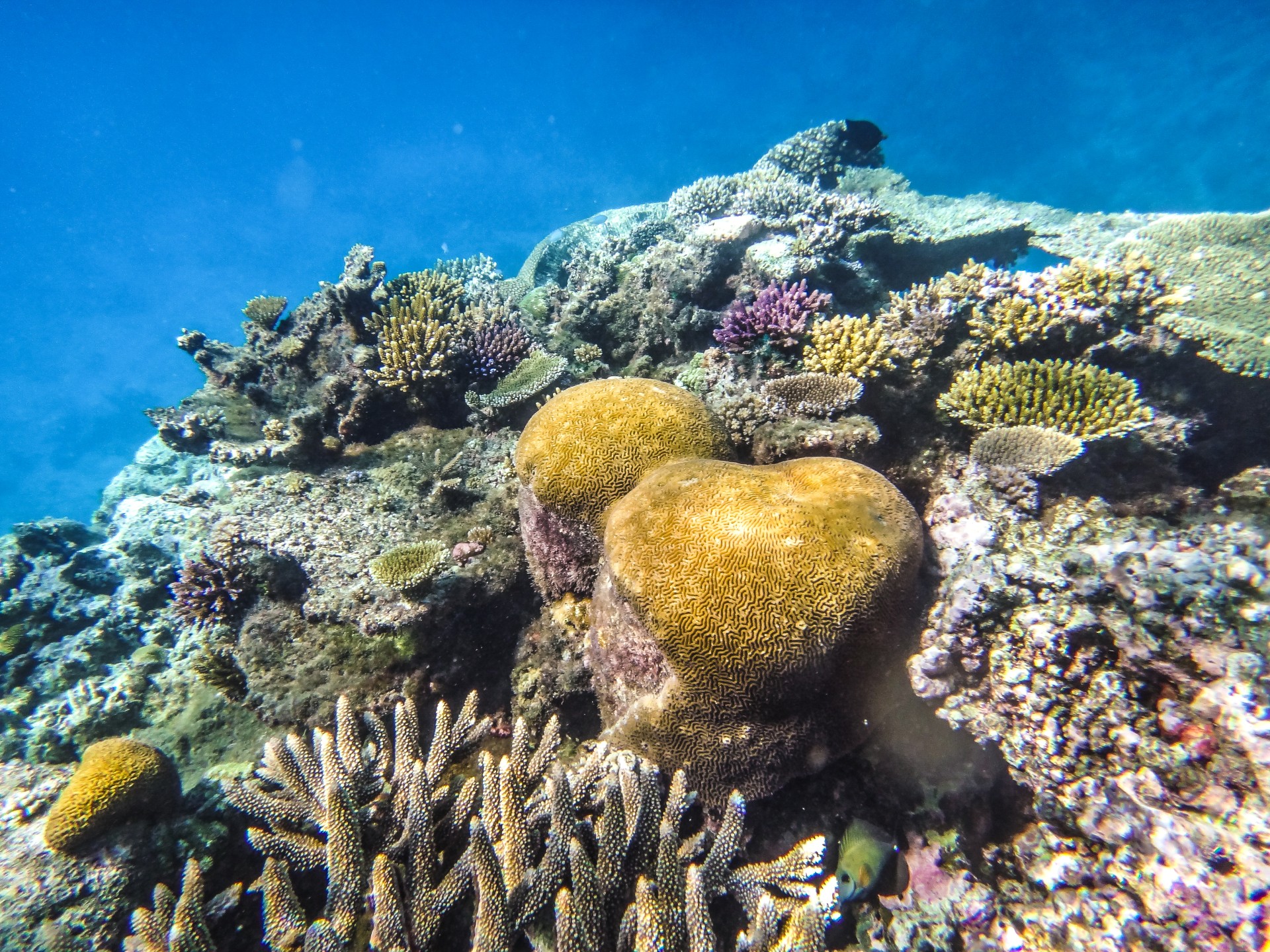 Barriera corallina dell’isola di Royal Davui,. Fiji Island, Oceano Pacifico