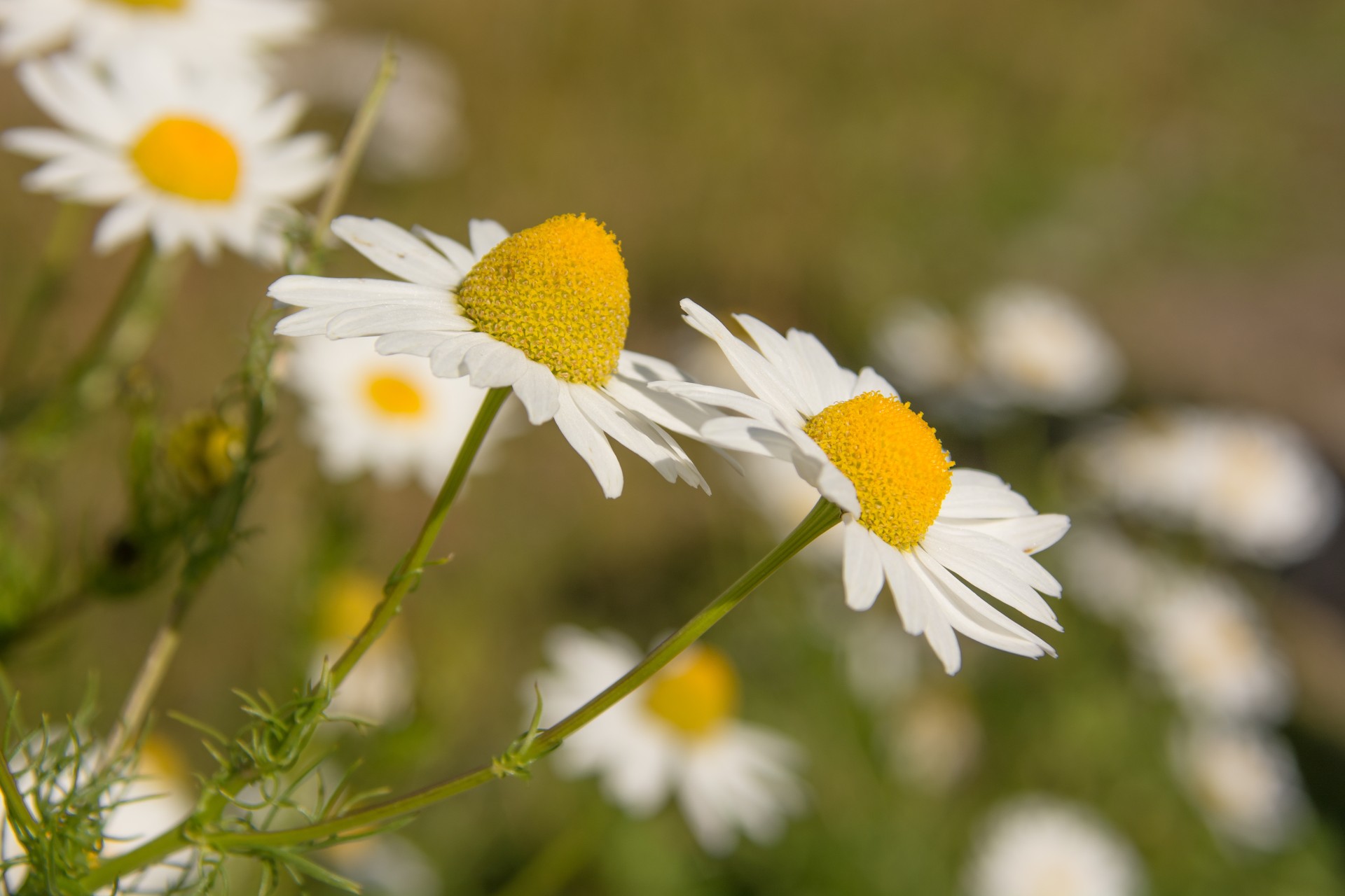 Camomilla, Turrachehöhe, Carinzia