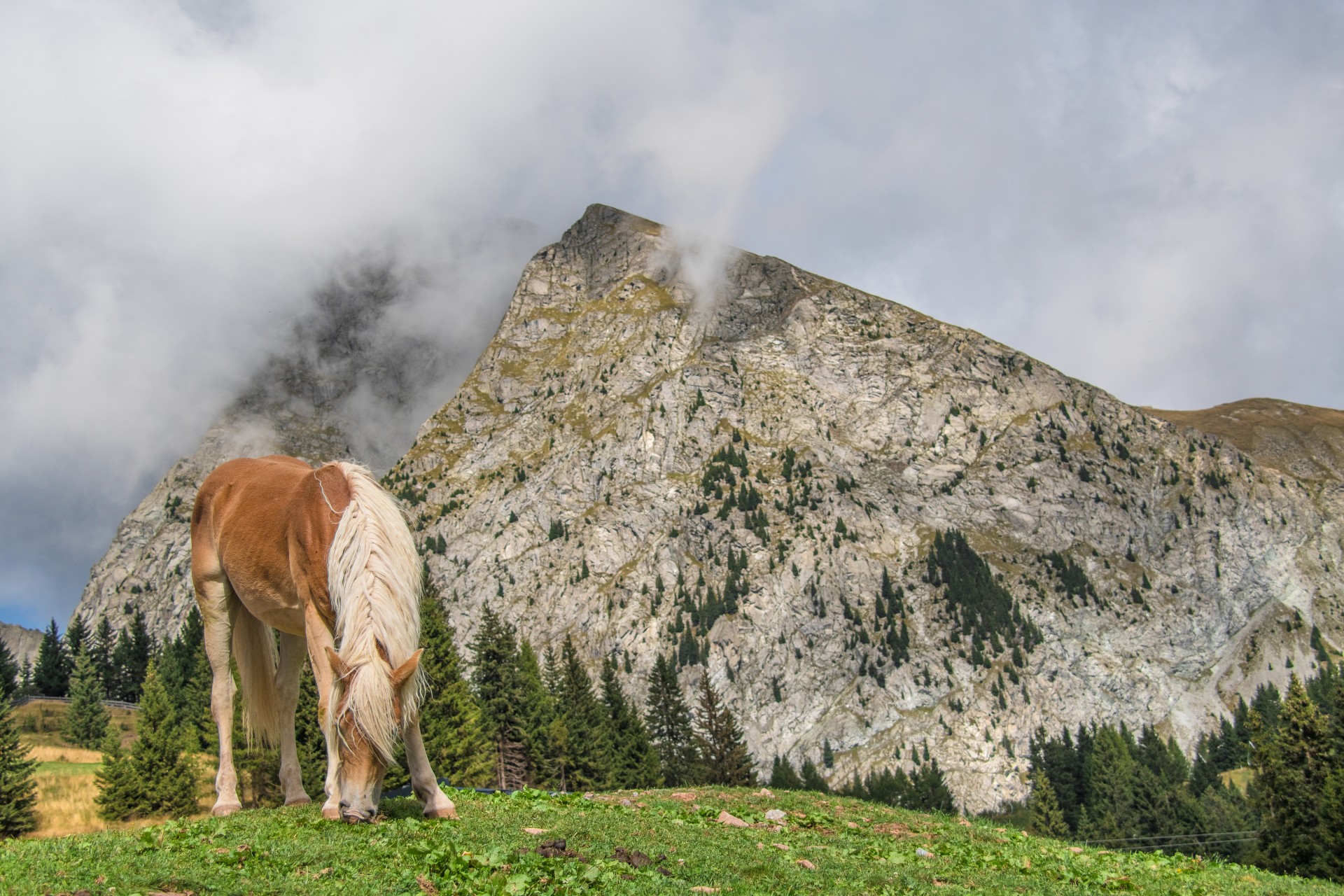 Un cavallo avelignese e la vetta del Picco Ivigna, Merano
