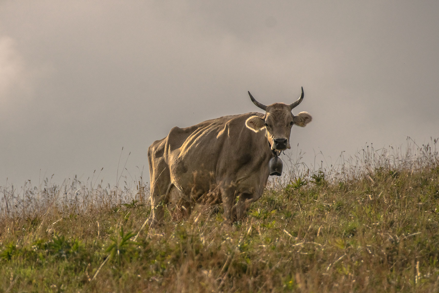 Mucca, Val Seriana