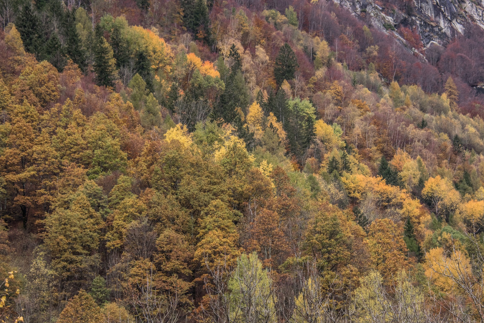 Pini d’autunno, Val Masino