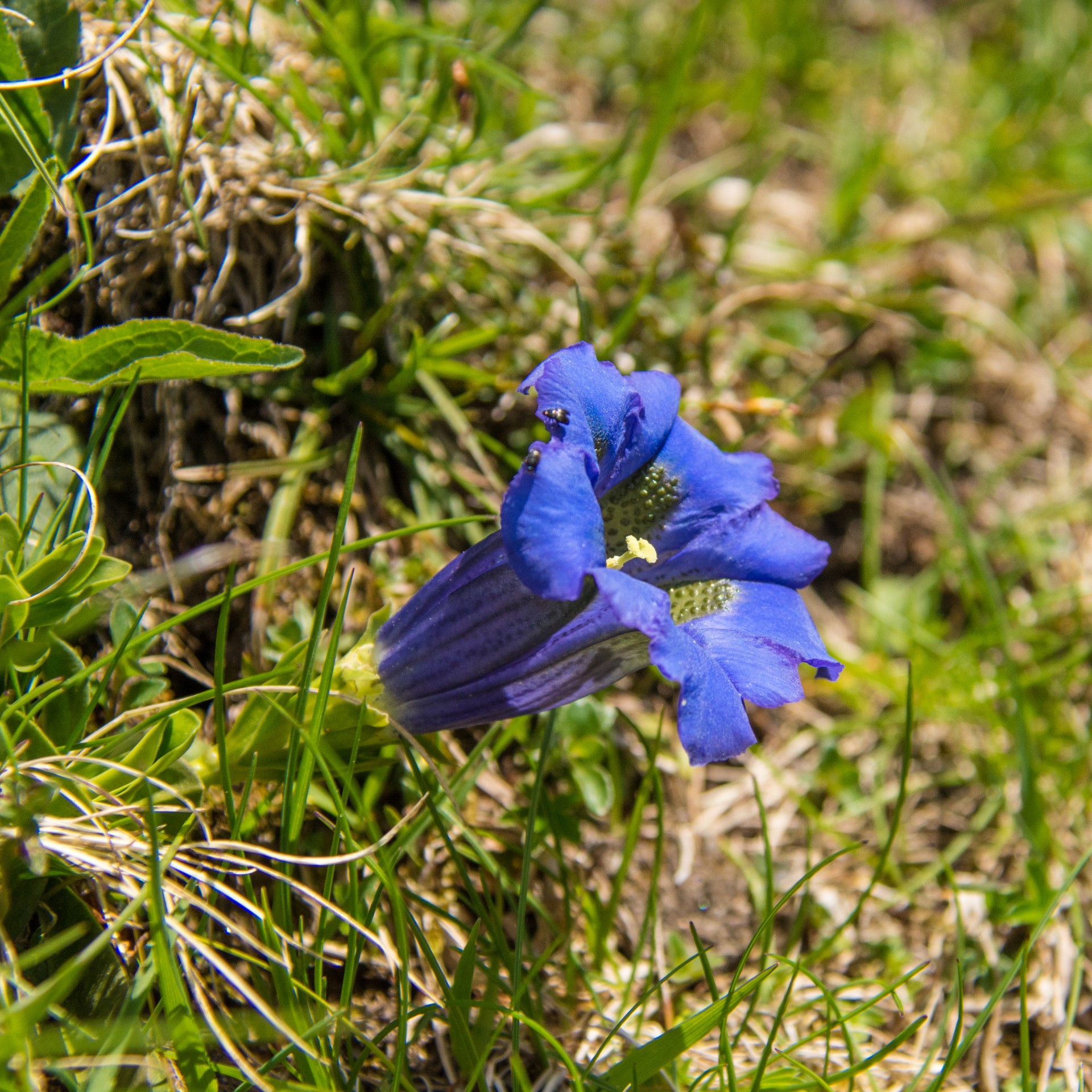 Valle di Gressoney