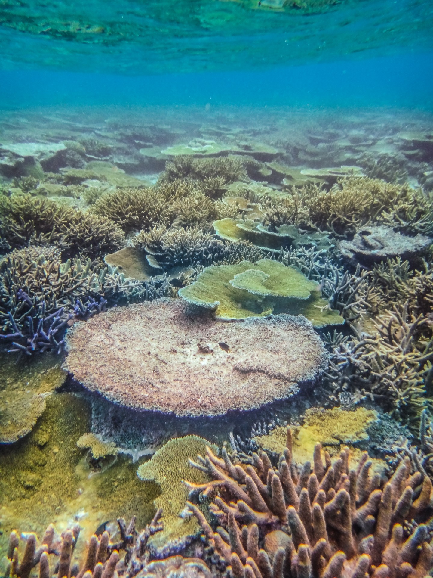 La barriera corallina di Vatulele, Fiji Island. Oceano Pacifico