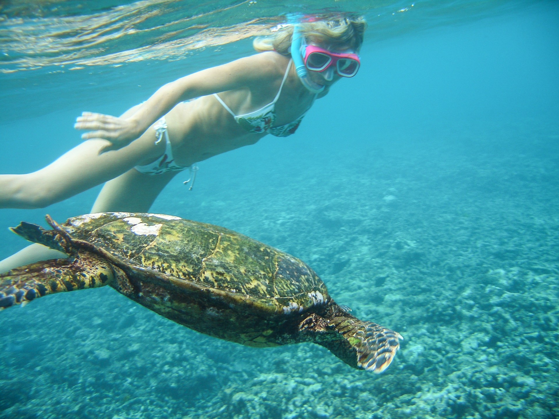 Nella laguna dell’isola di Félicité con una tartaruga marina. Seychelles