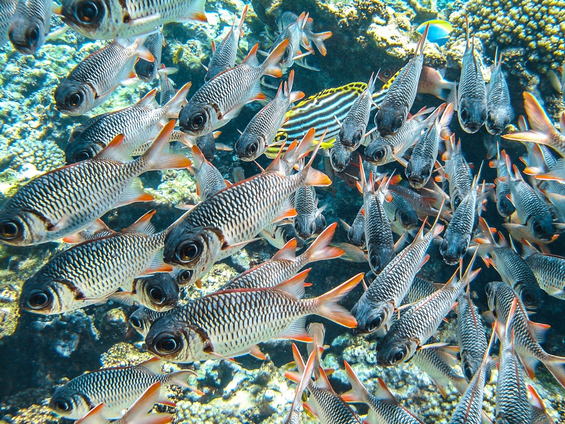 Un banco di pesci sulla barriera corallina dell’isola di Coco. Seychelles