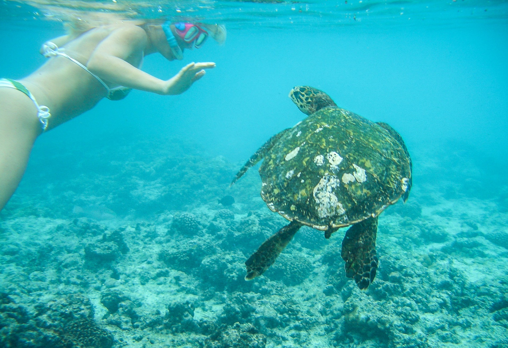 Nella laguna dell’isola di Félicité con una tartaruga marina. Seychelles