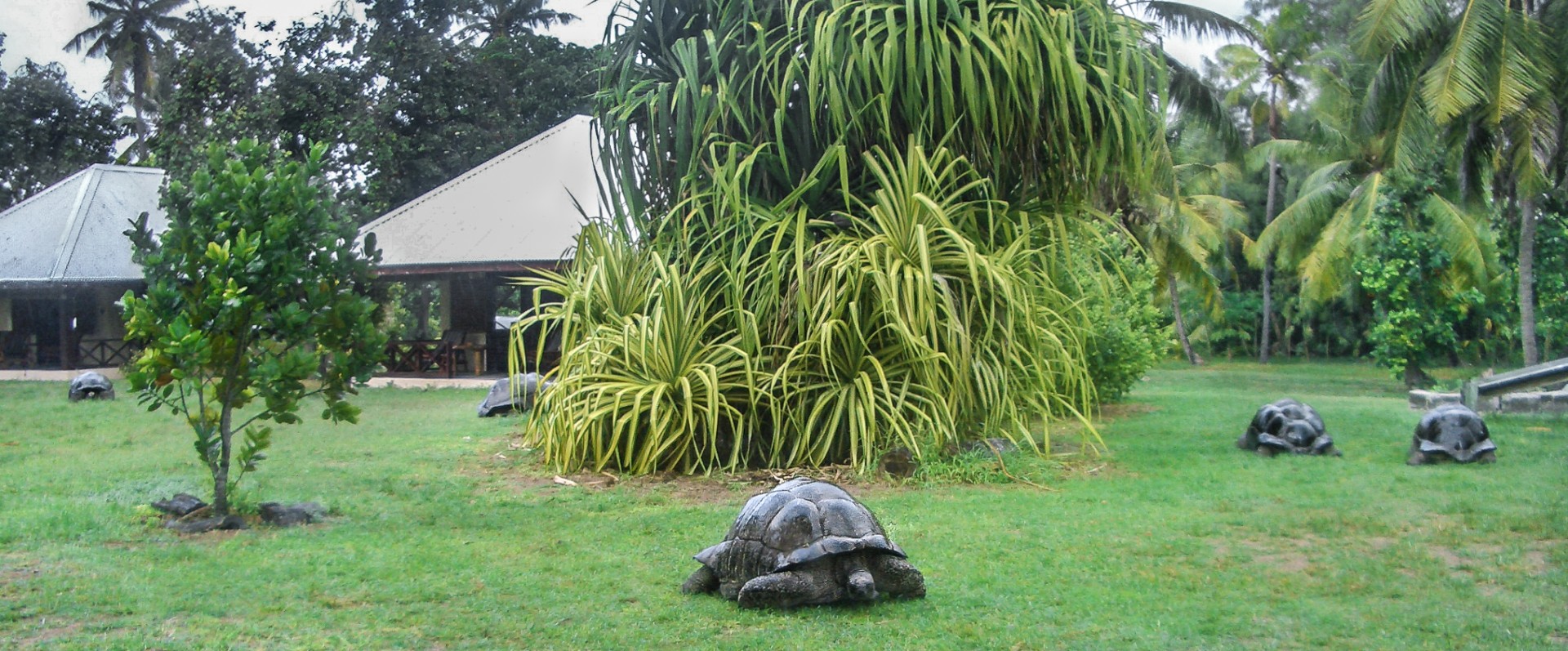 Le tartarughe giganti di Aldabra di fronte agli chalet del Lodge di Bird Island. Seychelles