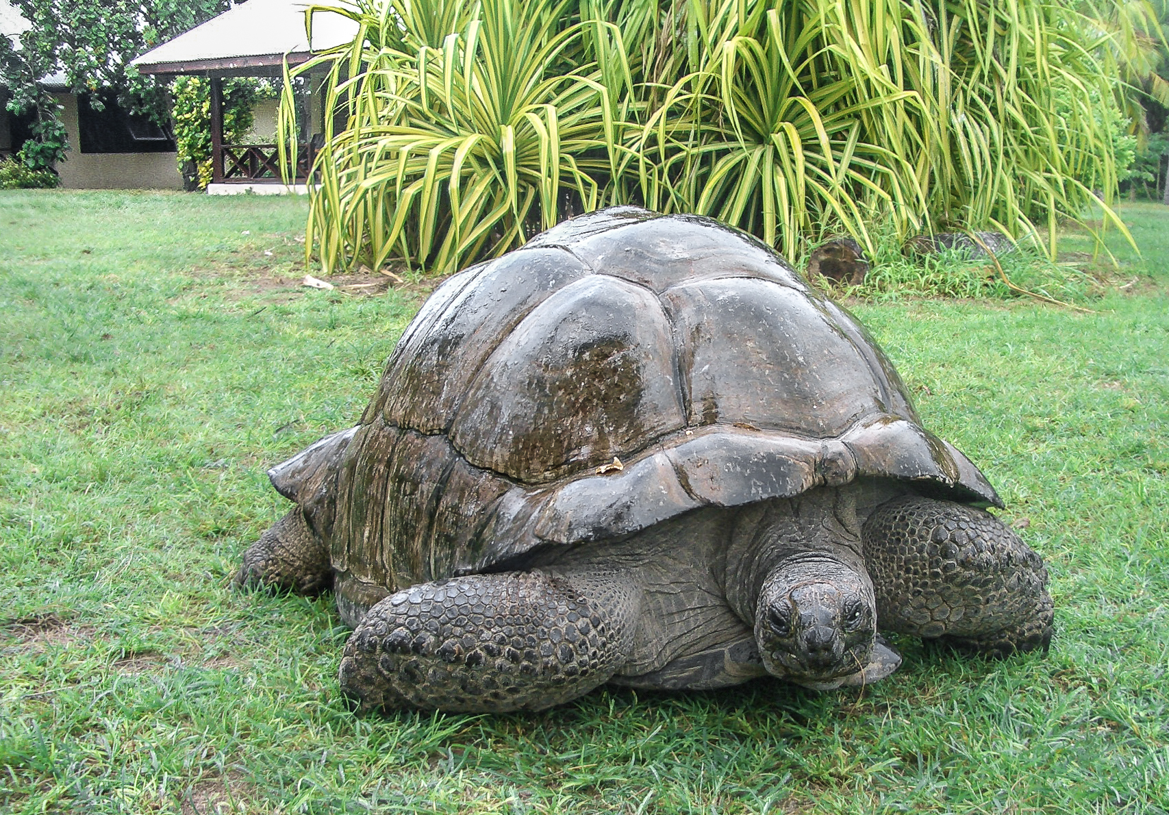 Una tartaruga gigante di Aldabra di fronte agli chalet del lodge. Bird Island, Seychelles.