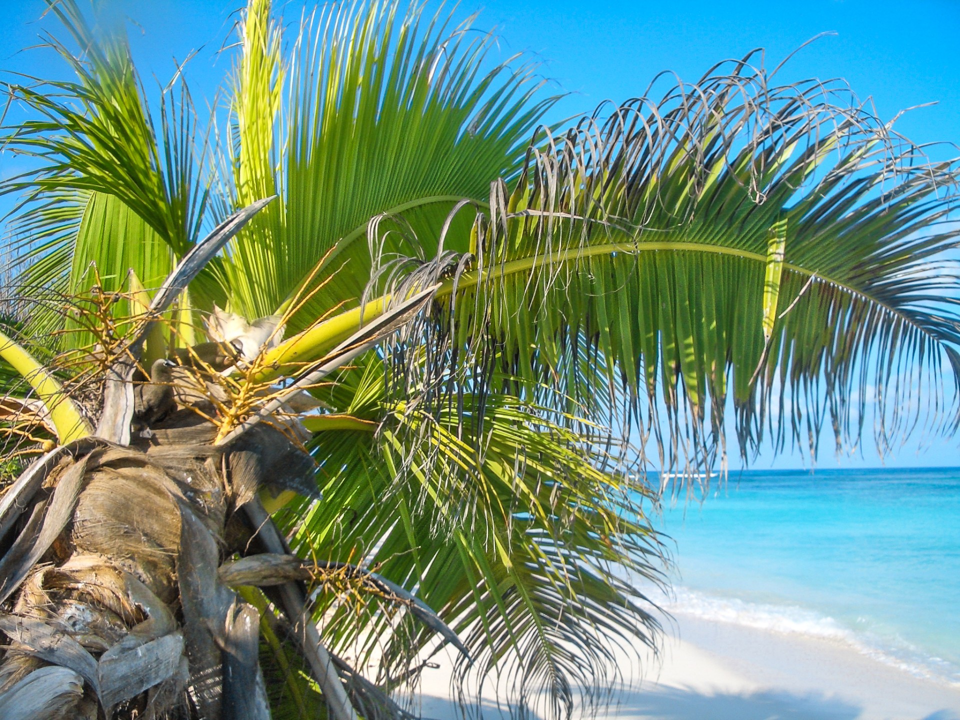 Un nido di sule su una palma di Bird Island. Seychelles.