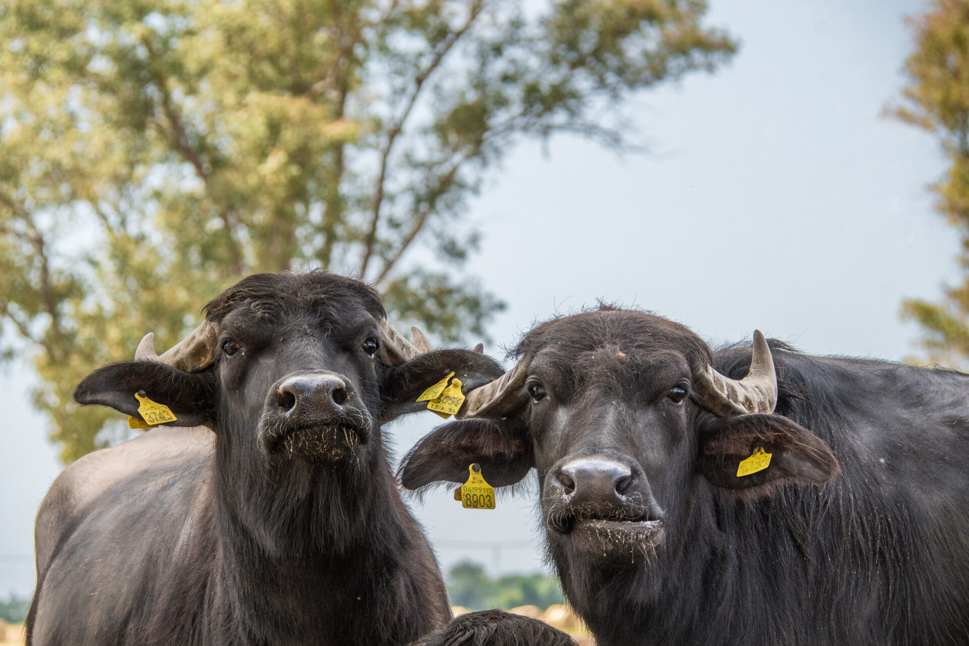 A casa delle bufale felici