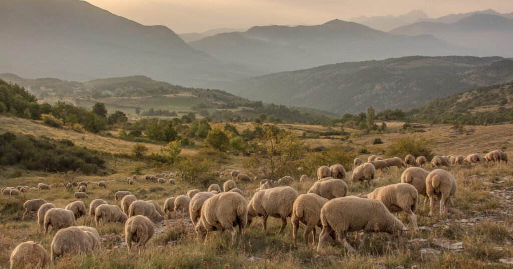 Gregge di pecore sulla Piana di San Nicolao. Maiella