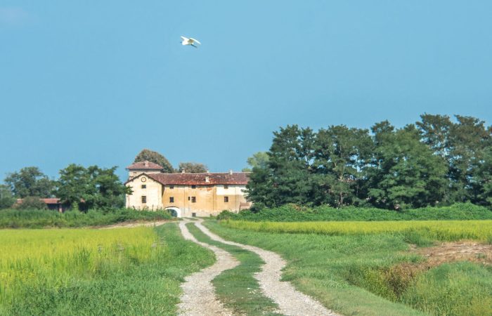 La terra degli aironi