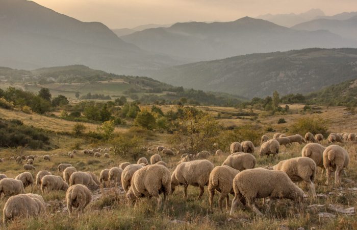 Gregge di pecore sulla Piana di San Nicolao. Maiella