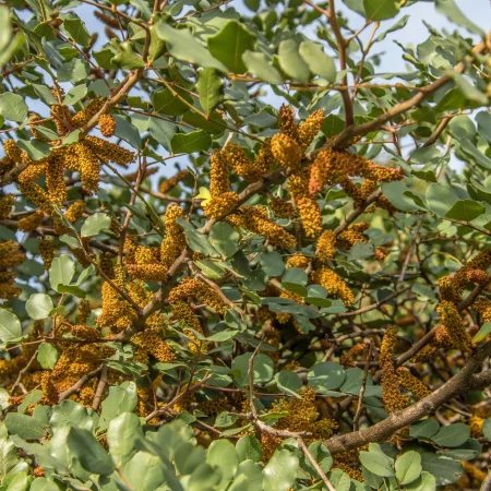 Cenni e curiosità sulla botanica sarda