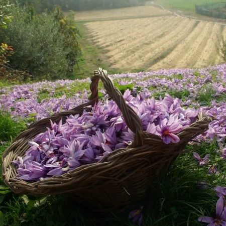 Lo zafferano di Pozzolengo
