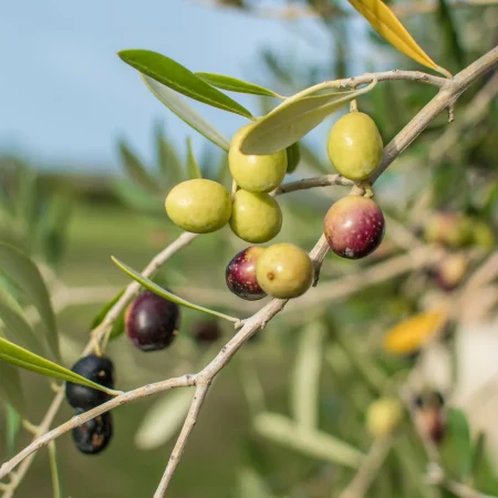 L’olio di Sennori