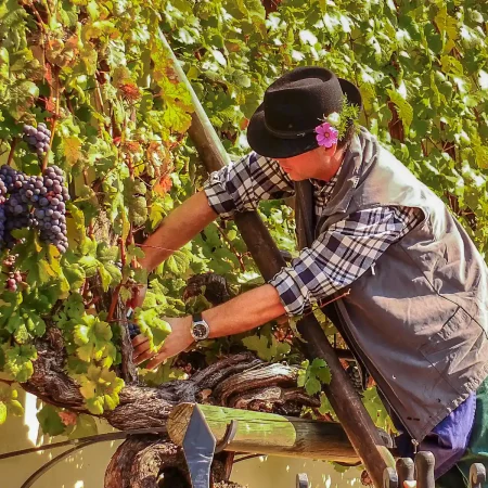 Maribor e la vite più antica del mondo
