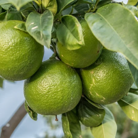 Il bergamotto di Reggio Calabria