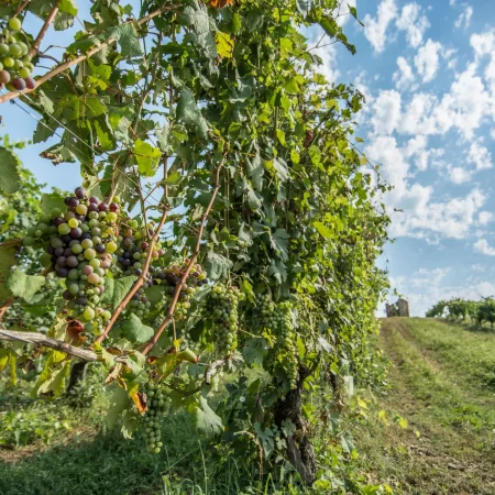 Vini Brigatti. La collina del canto degli uccelli 